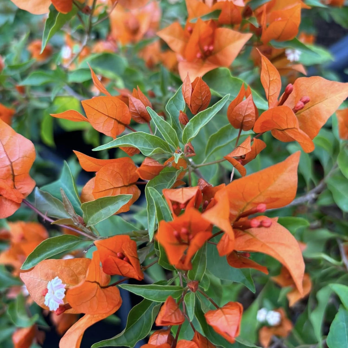Orange Bougainvillea Live Plants U160590