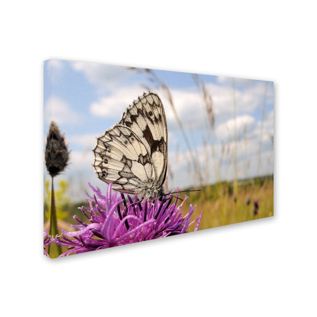 White Butterfly Canvas Art A28453