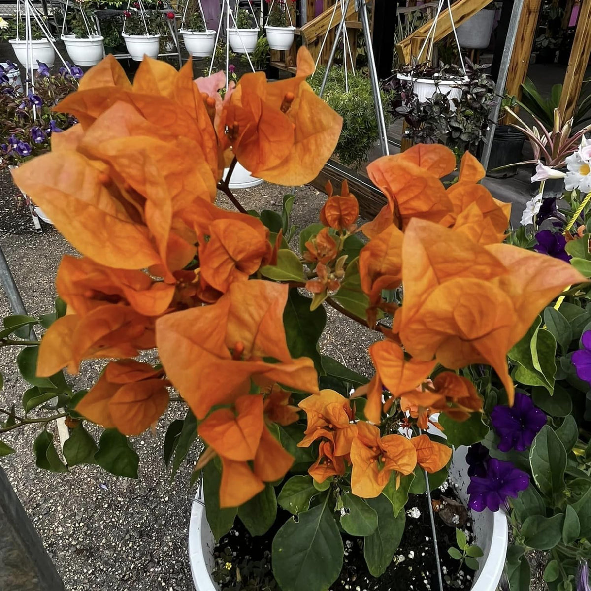 Orange Bougainvillea Live Plants U160590