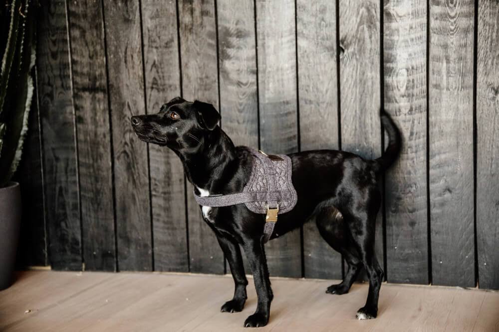 Wool Dog Harness W3197