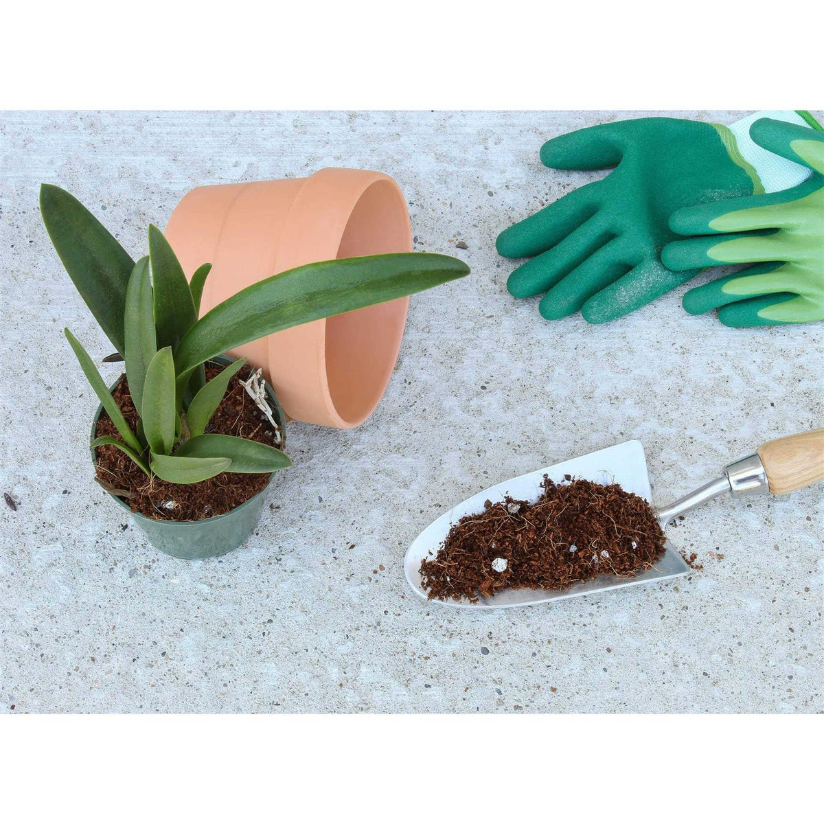 Terrarium Potting Soil Mix with Charcoal T586