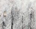 Snowy Habitat II Giclee Canvas L470819