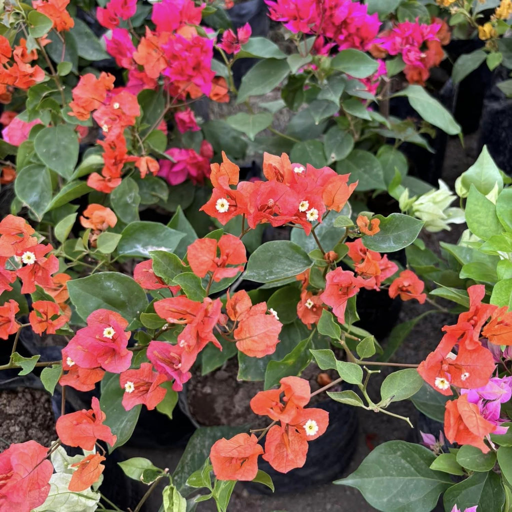 Orange Bougainvillea Live Plants U160590