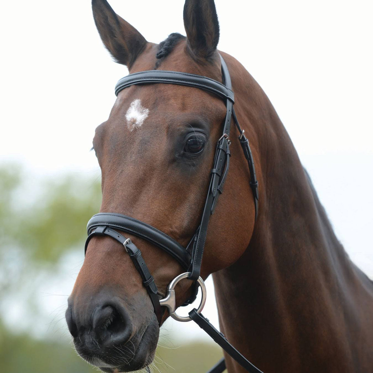 Black Warmblood Flash Bridle L436124