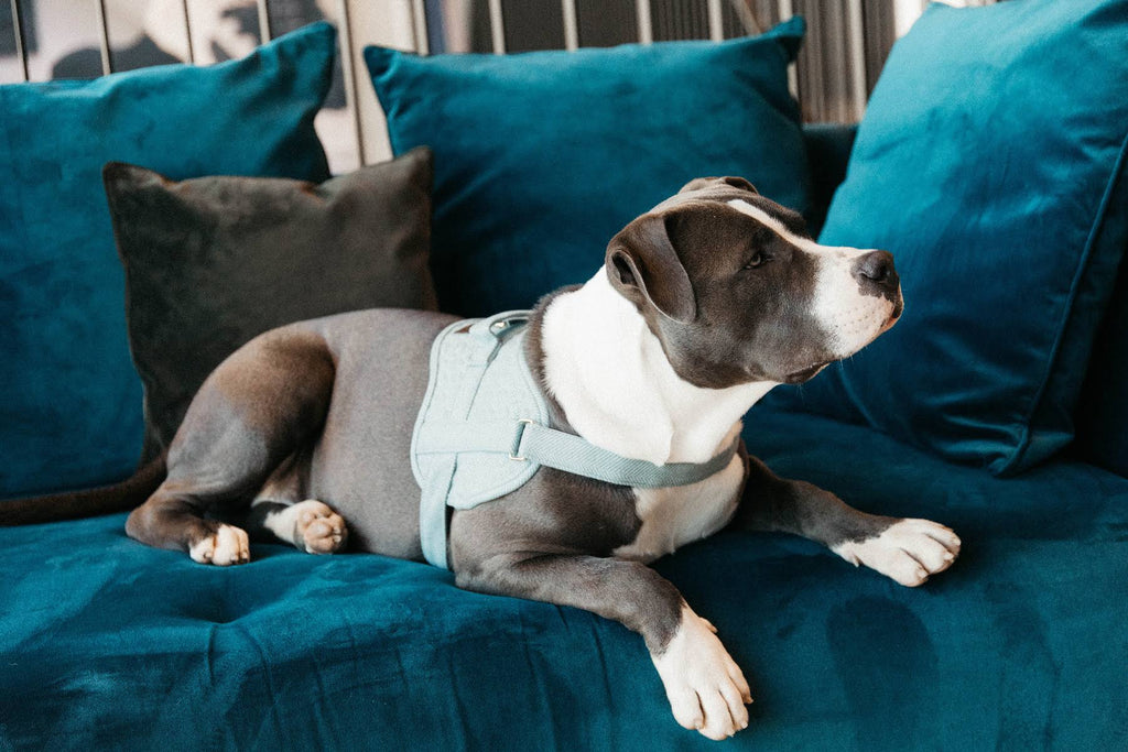 Wool Dog Harness W3197