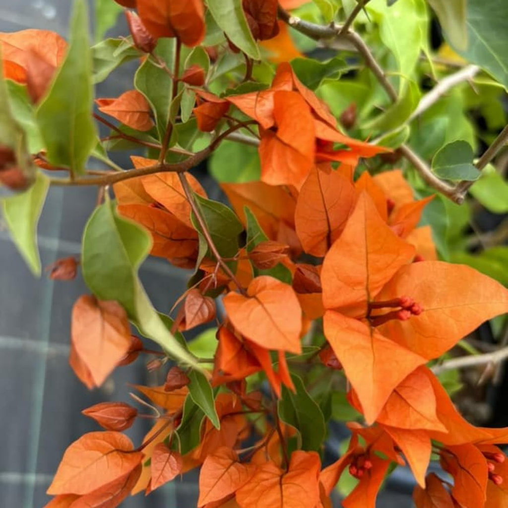 Orange Bougainvillea Live Plants U160590