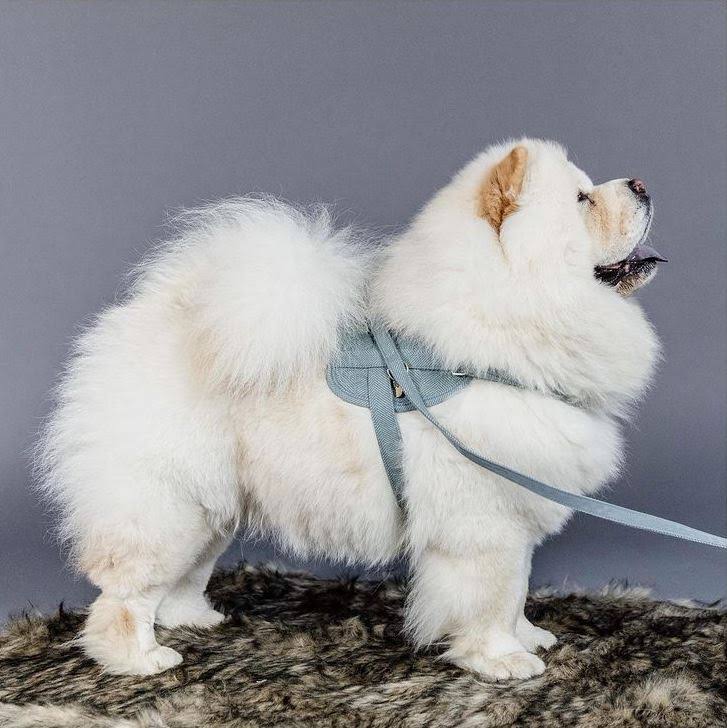 Wool Dog Harness W3197