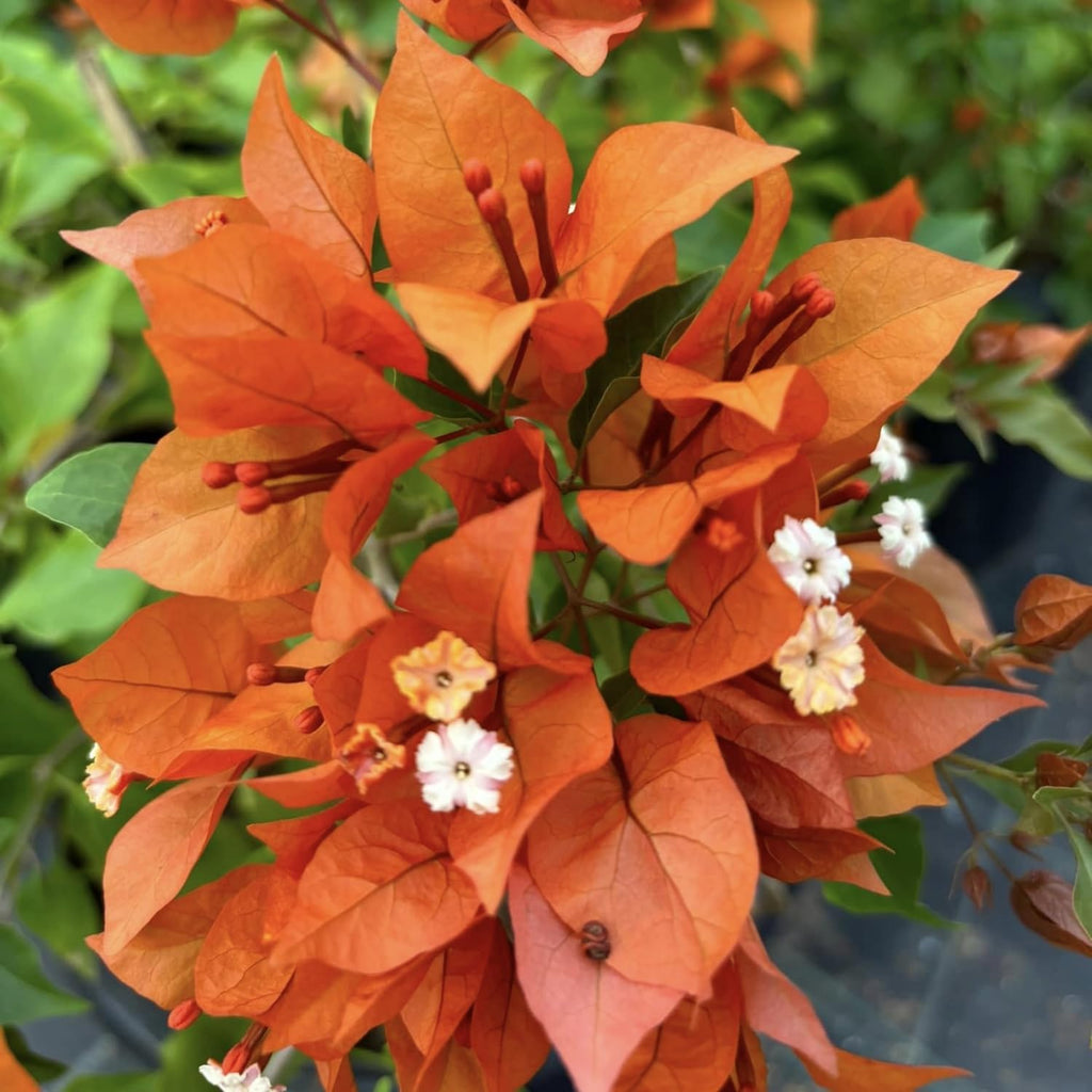 Orange Bougainvillea Live Plants U160590