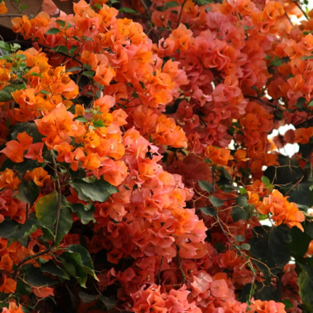 Orange Bougainvillea Live Plants U160590