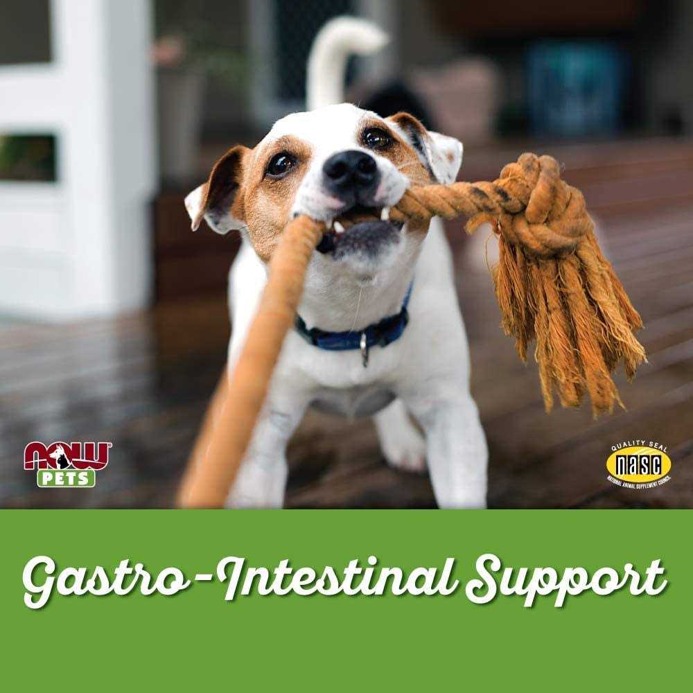 G.I. Support for Dogs & Cats W3214