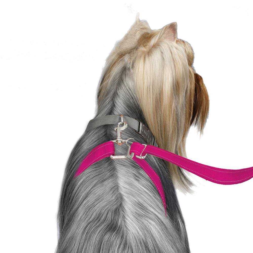 Dog Leash F543