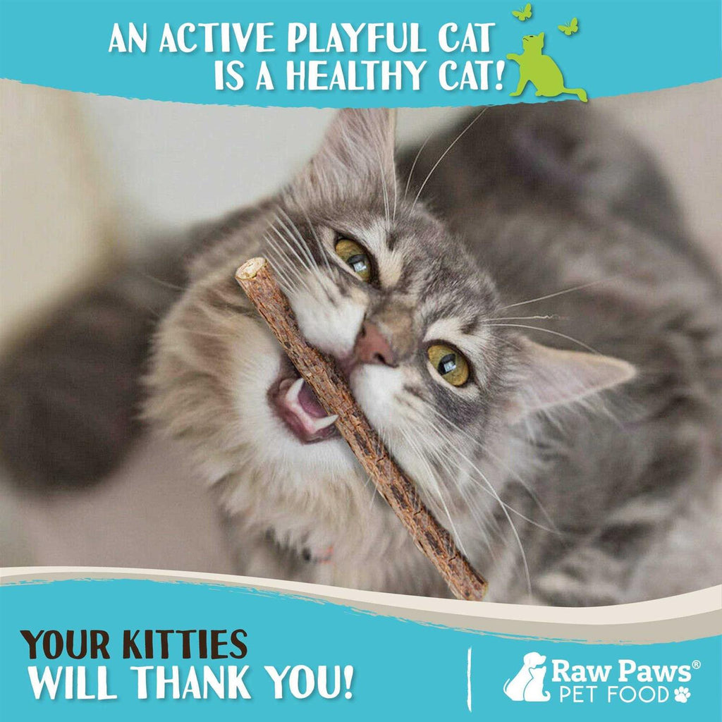 Silvervine Cat Toys J168432