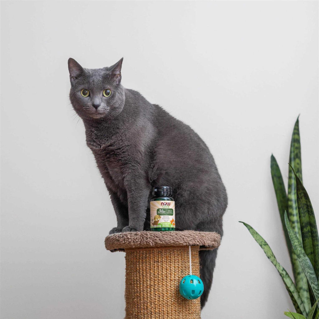 G.I. Support for Dogs & Cats W3214