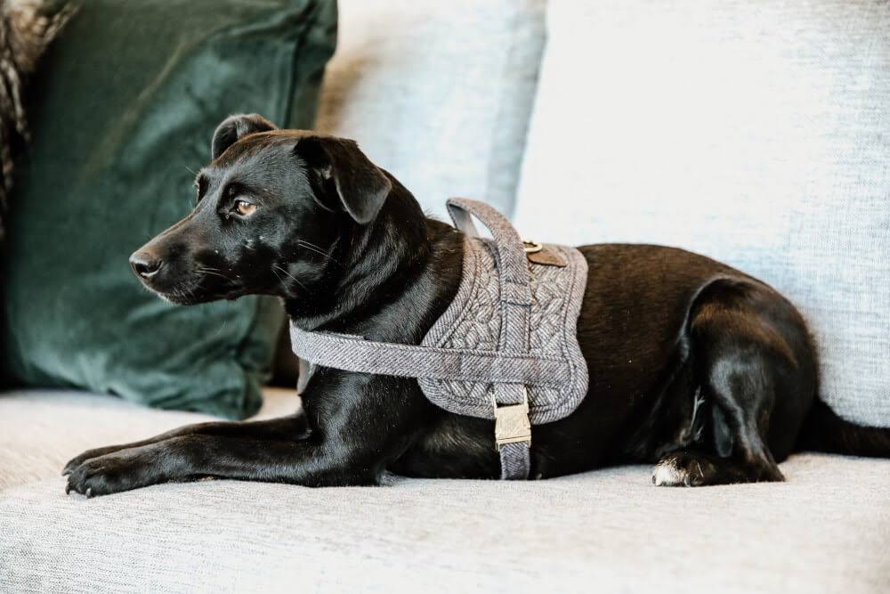 Wool Dog Harness W3197
