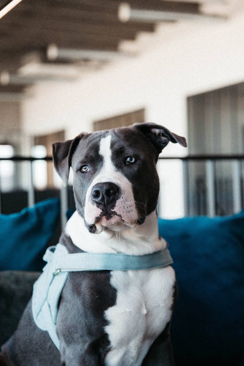Wool Dog Harness W3197