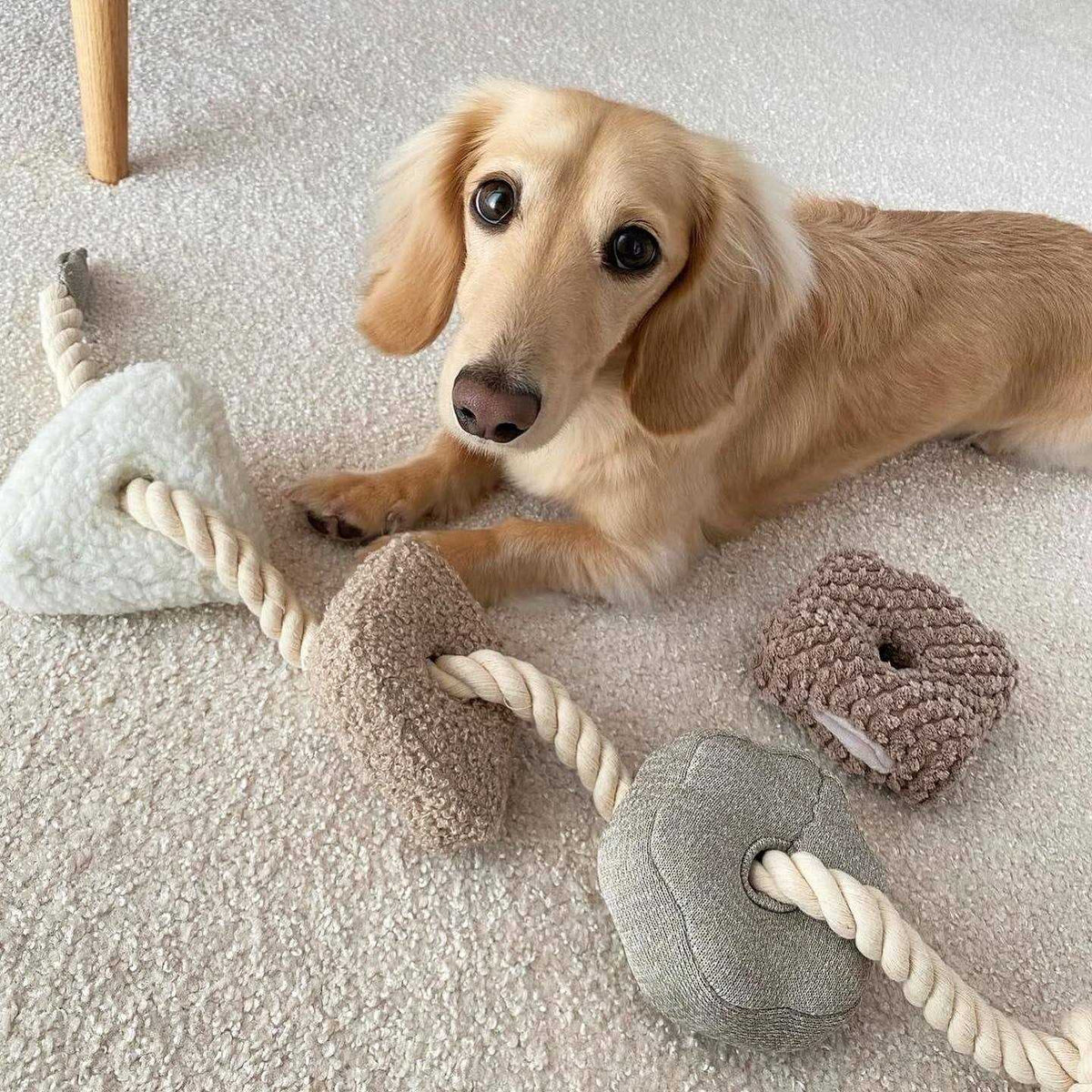 Enrichment Dog Toy K98354