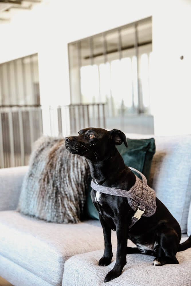 Wool Dog Harness W3197