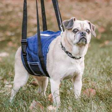 Dog Support Sling N409450