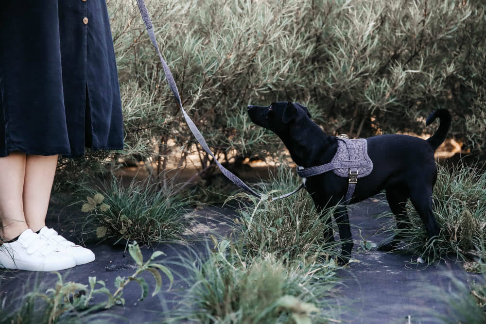 Wool Dog Harness W3197