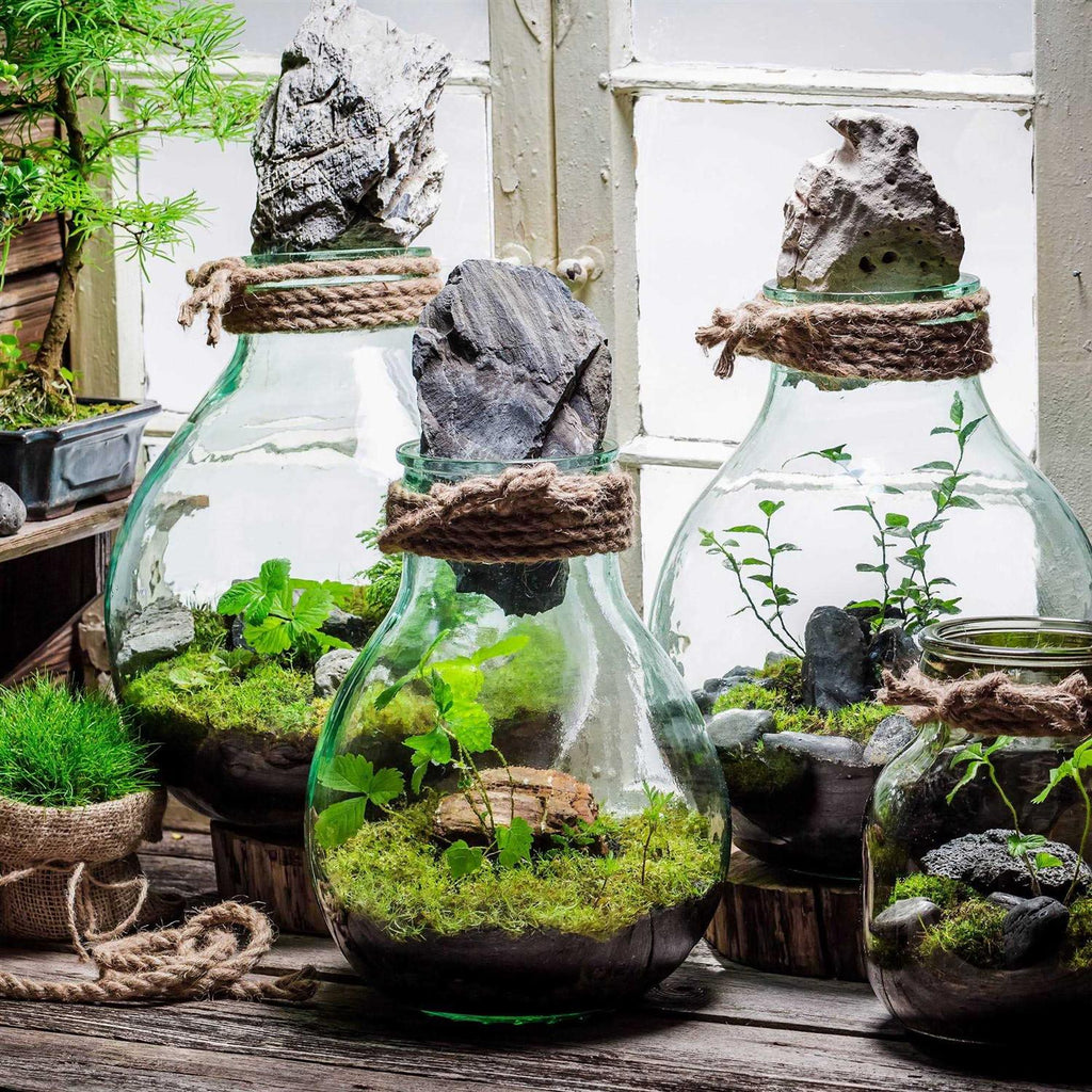 Terrarium Potting Soil Mix with Charcoal T586