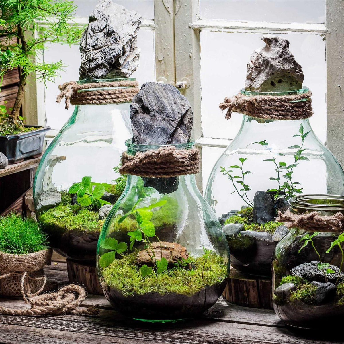 Terrarium Potting Soil Mix with Charcoal T586