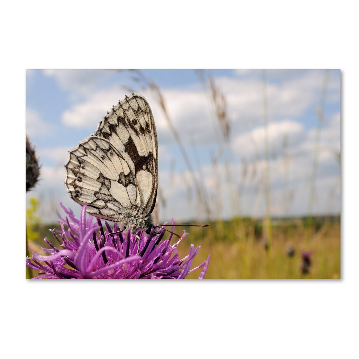 White Butterfly Canvas Art A28453